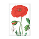 Magnet de réfrigérateur,  Coquelicot, Hortus Botanicus
