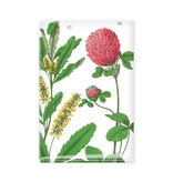 Fridge Magnet, Red clover flower,  Hortus Botanicus