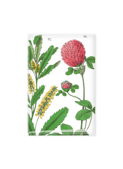 Fridge Magnet, Red clover flower,  Hortus Botanicus