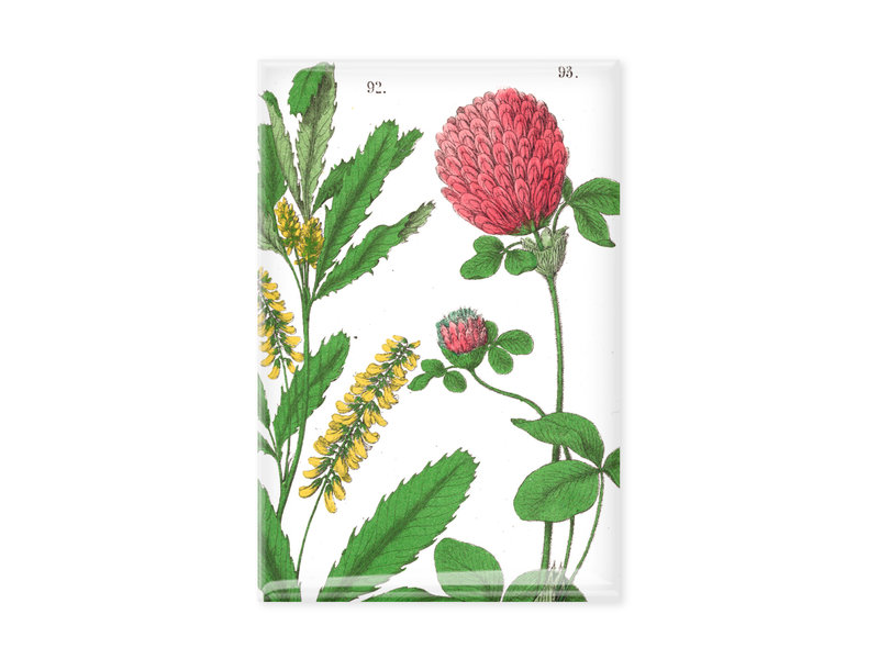 Fridge Magnet, Red clover flower,  Hortus Botanicus