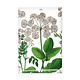 Koelkastmagneet, Zevenblad, Hortus Botanicus