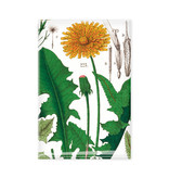 Fridge Magnet, Dandelion , Hortus Botanicus