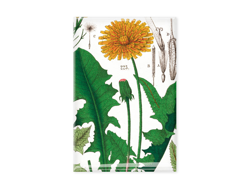 Magnet pour frigo,  Pissenlit, Hortus Botanicus