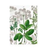 Tea Towel,  Elderberry, Hortus Botanicus