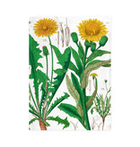 Tea Towel,  Dandelion , Hortus Botanicus