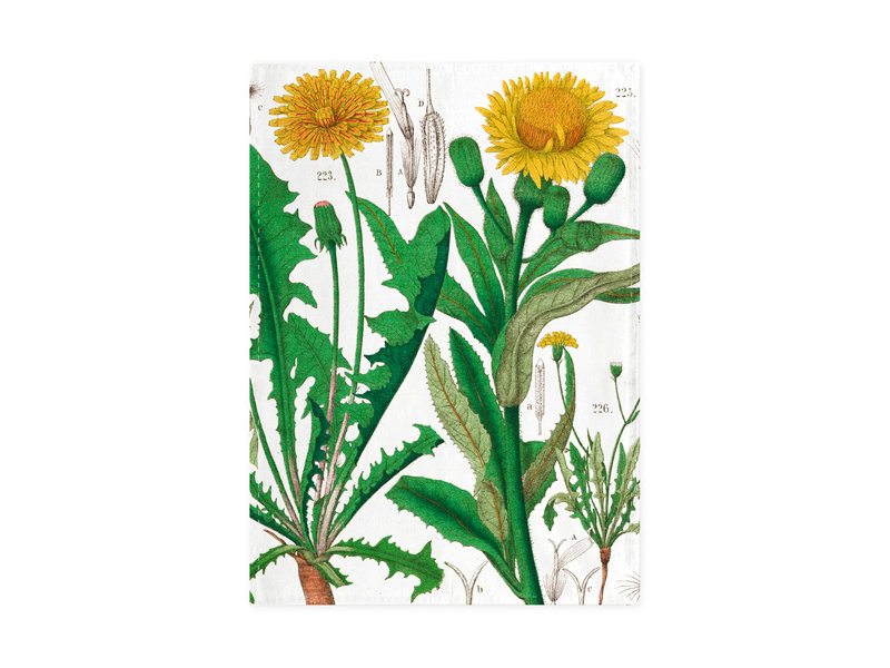 Tea Towel,  Dandelion , Hortus Botanicus