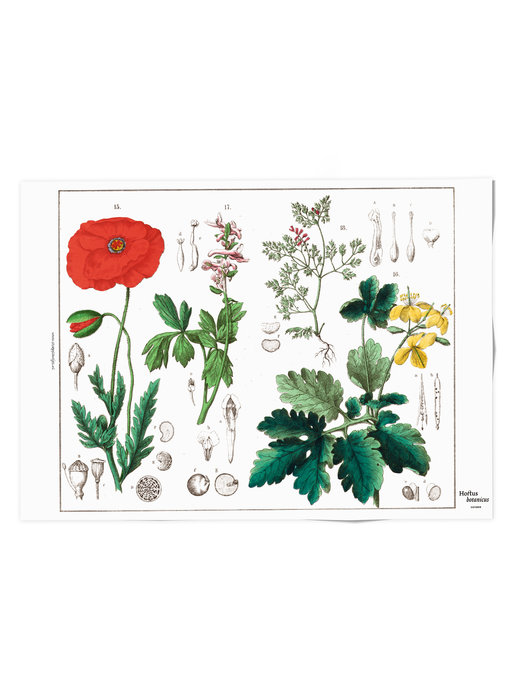 Plakat 50x70,  Mohn, Hortus Botanicus