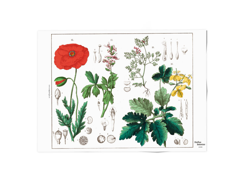Affiche 50x70 , Coquelicot, Hortus Botanicus