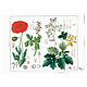 Plakat 50x70,  Mohn, Hortus Botanicus