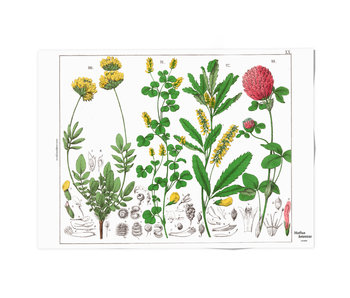 Plakat 50x70,  Rotkleeblume, Hortus Botanicus