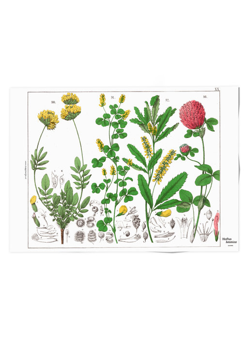 Poster, 50x70,  Red clover flower, Hortus Botanicus