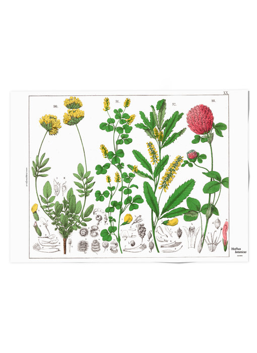 Poster, 50x70,  Rode klaver, Hortus Botanicus