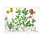 Poster, 50x70,  Red clover flower, Hortus Botanicus
