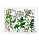 Poster, 50x70, Elder Leaf, Hortus Botanicus