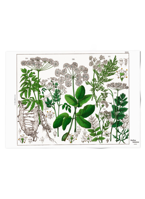 Plakat 50x70,  Holunderblatt, Hortus Botanicus