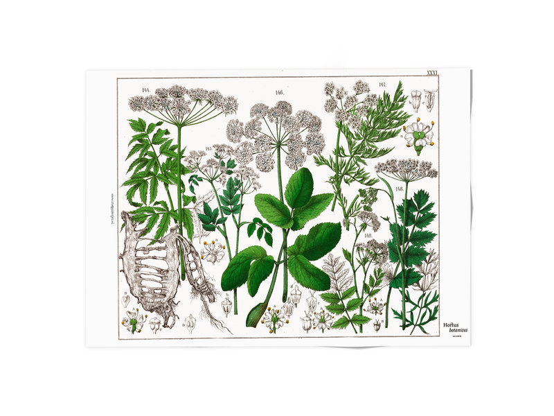 Poster 50x70, Holunderblatt, Hortus Botanicus