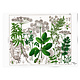 Poster, 50x70,  Zevenblad, Hortus Botanicus