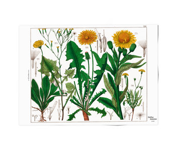 Plakat 50x70,  Löwenzahn, Hortus Botanicus