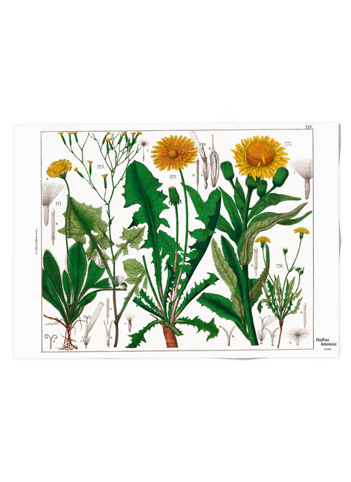 Plakat 50x70,  Löwenzahn, Hortus Botanicus