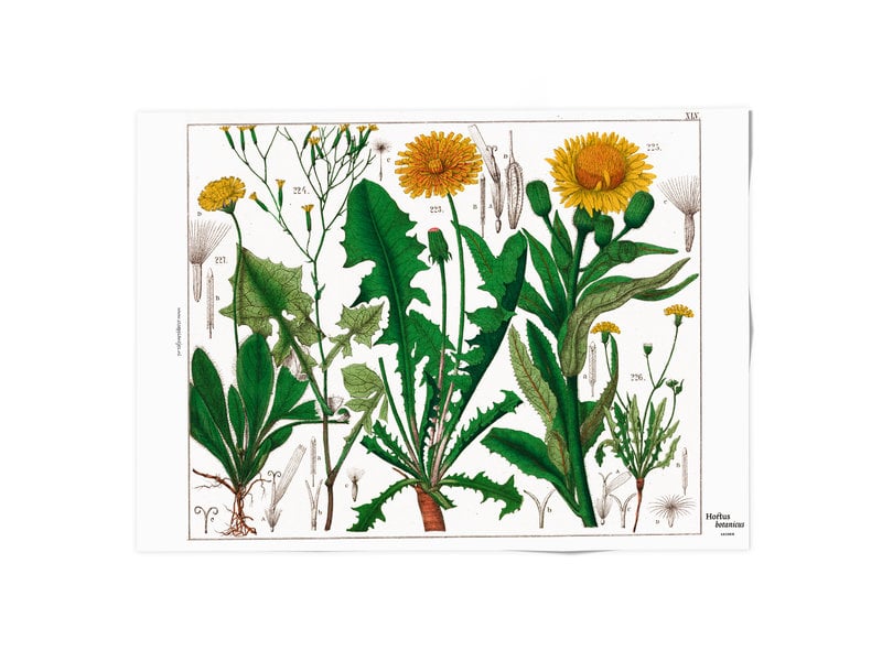 Poster, 50x70, Paardebloem, Hortus Botanicus