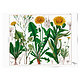 Poster  50x70, Diente de león, Hortus Botanicus