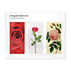 Set of 3, Magnetic bookmark,  Roses