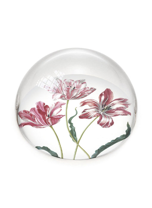 Glass Dome,  Tulips, Merian