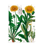 Portfolio elas.closure A4 , Dandelion , Hortus Botanicus