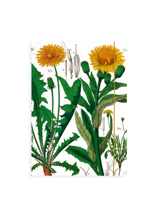 Portfolio elas.closure ,  Dandelion , Hortus Botanicus