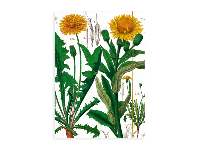 Portfolio elas.closure A4 , Dandelion , Hortus Botanicus