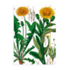 Portfolio elas.closure ,  Dandelion , Hortus Botanicus