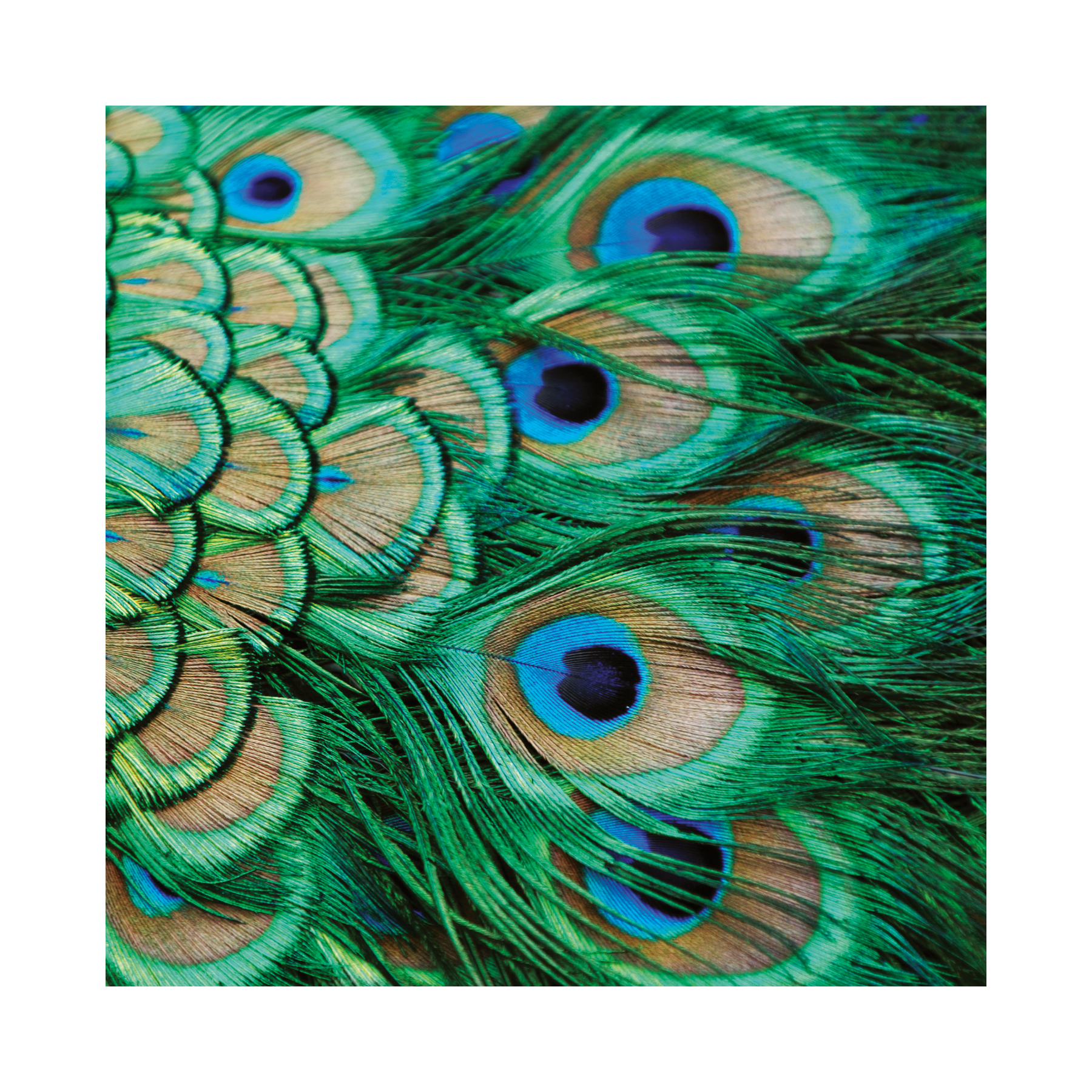 Scarf silk chiffon , Peacock feathers