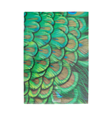 File Sheet ,Peacock feathers