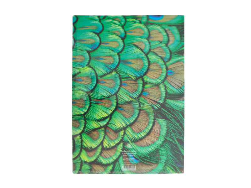 File Sheet ,Peacock feathers