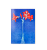 Ansichtkaart, Piet Mondriaan, Amaryllis