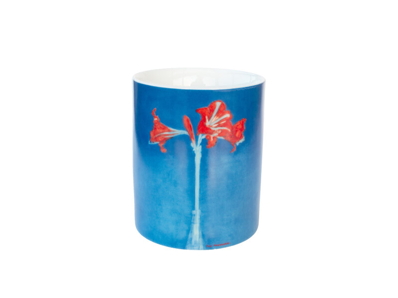 Tasse, Piet Mondriaan, Amaryllis