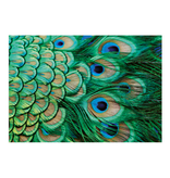 Postcard , peacock feathers -
