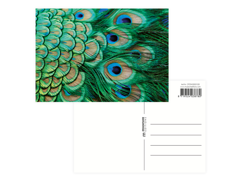 Postcard , peacock feathers -