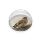 Glass Dome,  Goldfinch, Carel Fabritius