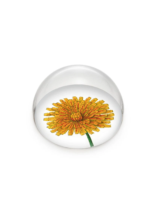 Glass Dome,  Dandelion , Hortus Botanicus