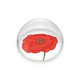 Glaskuppeln/Briefbeschwerer, Mohn, Hortus Botanicus
