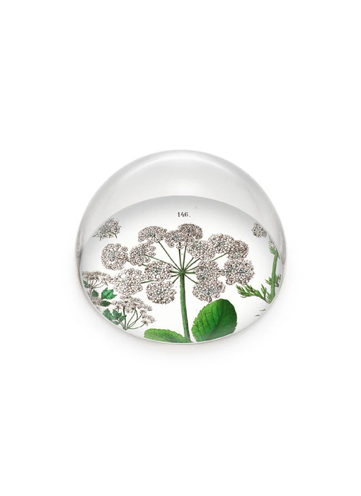Glaskuppeln/Briefbeschwerer, Holunder, Hortus Botanicus