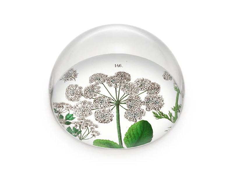 Briefbeschwerer, Holunder, Hortus Botanicus