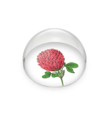 Briefbeschwerer, Rotkleeblume, Hortus Botanicus