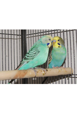 Angell Pets Bird Boarding Per Cage (Up to 4 birds per cage)