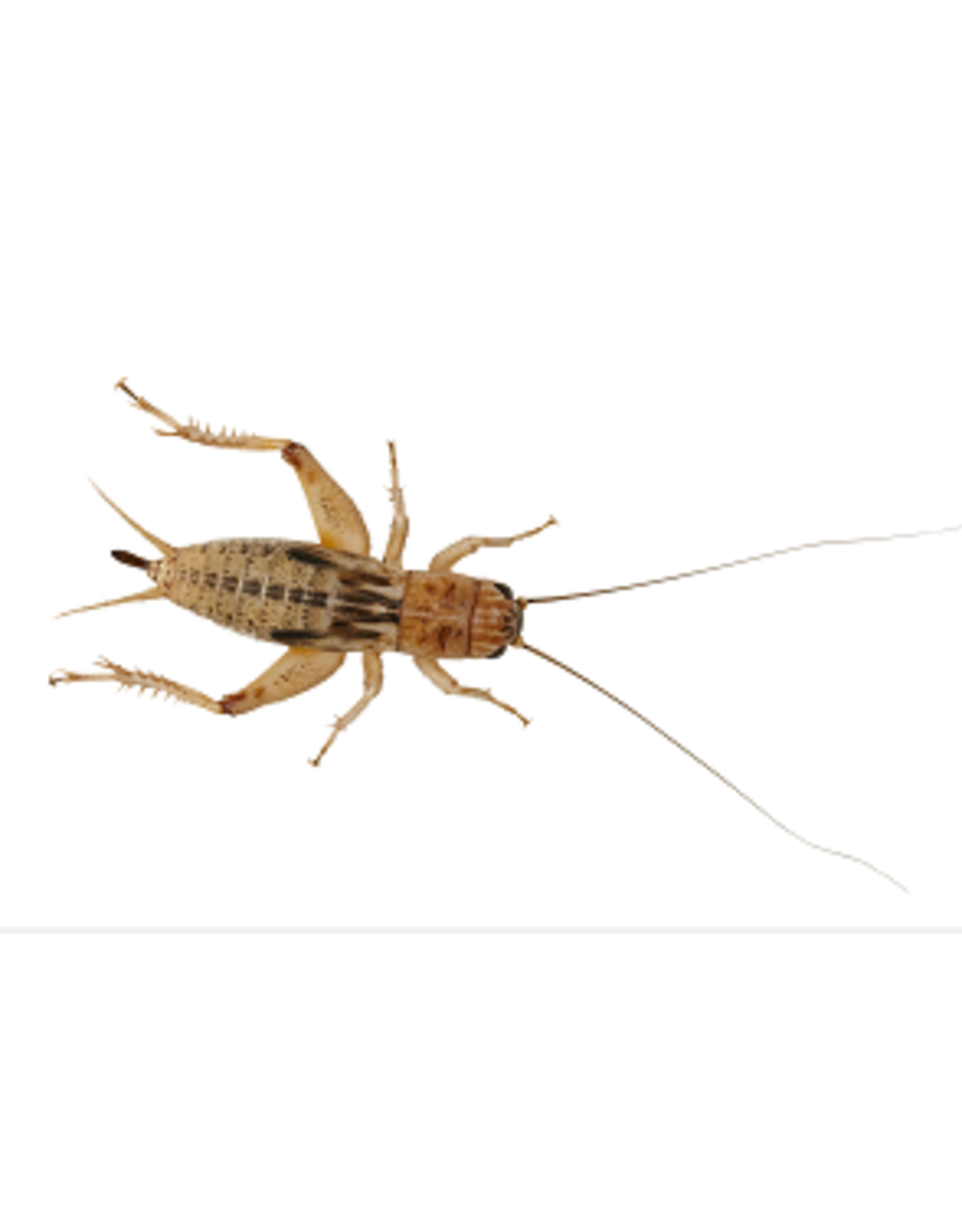 Angell Pets Silent Crickets