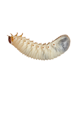 Angell Pets Fruit Beetle (Pachnoda) Grubs