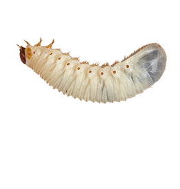 Angell Pets Fruit Beetle (Pachnoda) Grubs