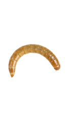 Angell Pets Morioworm Pre Pack Angell Pets Morioworm Pre Pack