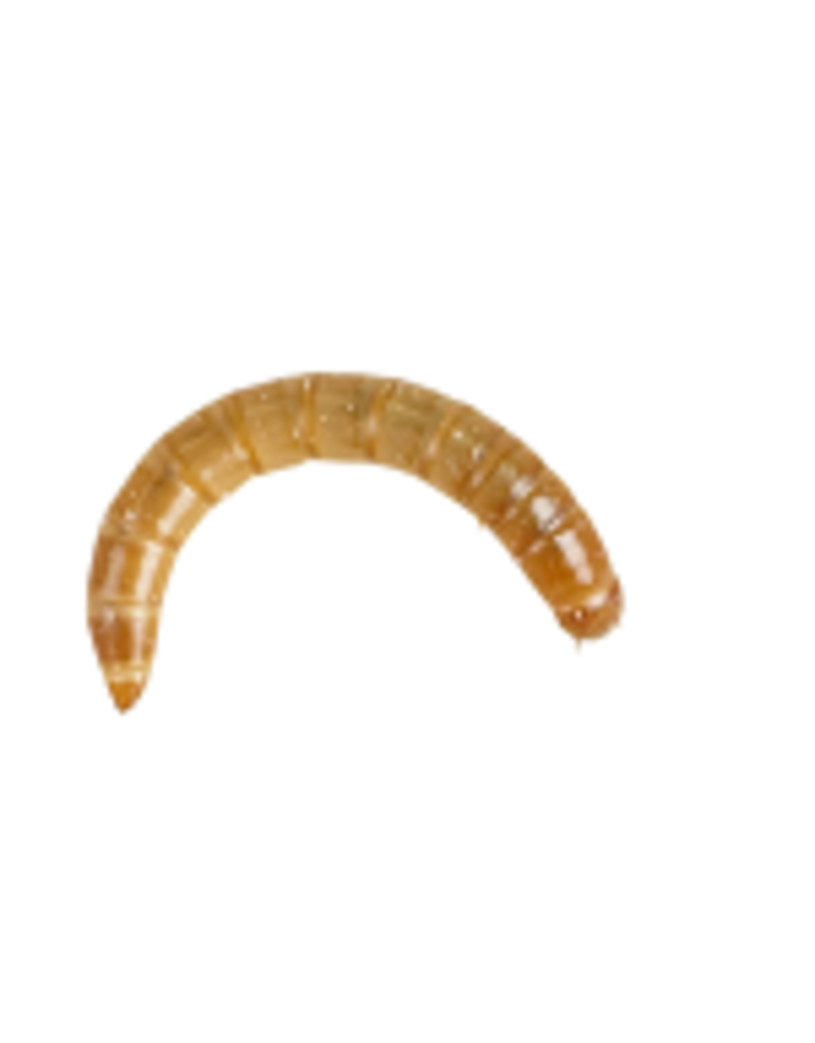 Angell Pets Morio Worm Pre Pack